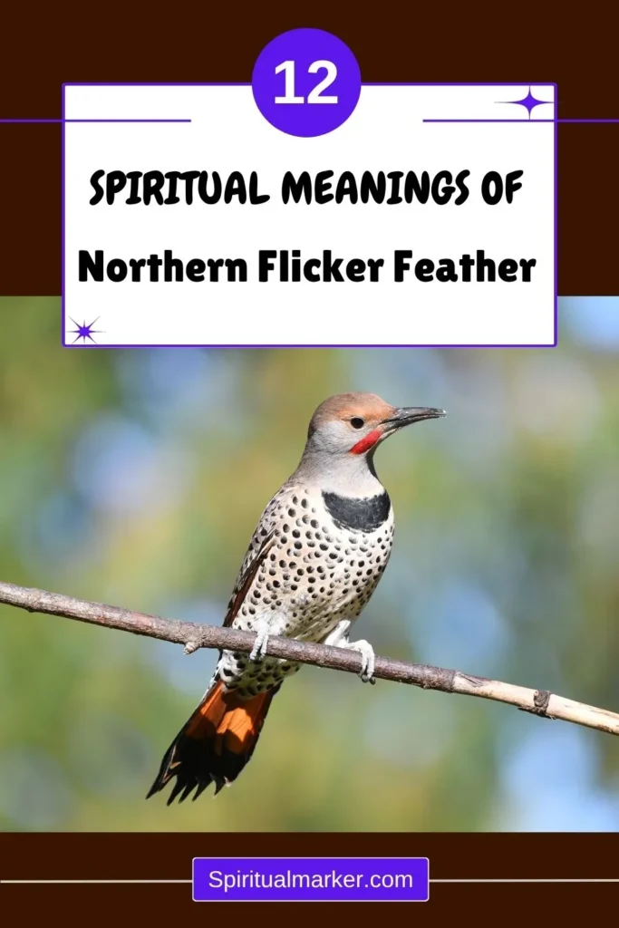northern-flicker-feather-spiritual-symbolism