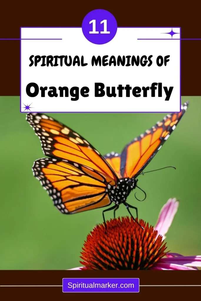 orange-butterfly-meanings-symbolism-explained