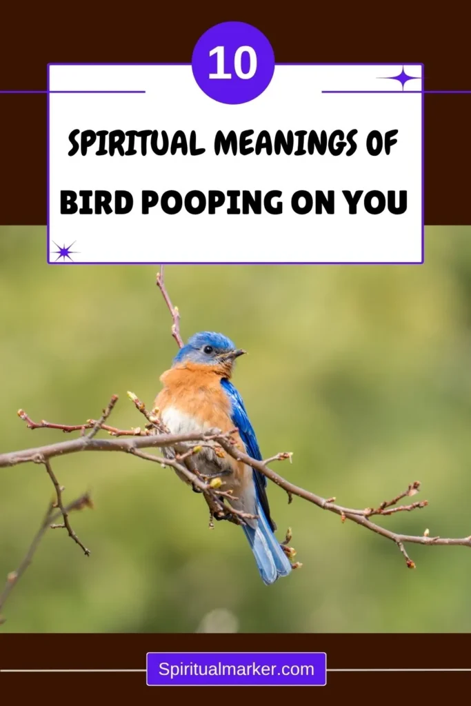 spiritual-meanings-of-bird-pooping-on-you