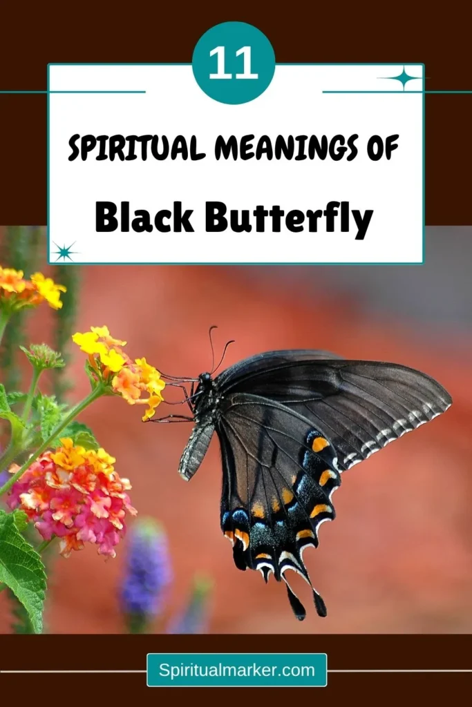 black-butterfly-spiritual-meaning-symbolism-significance