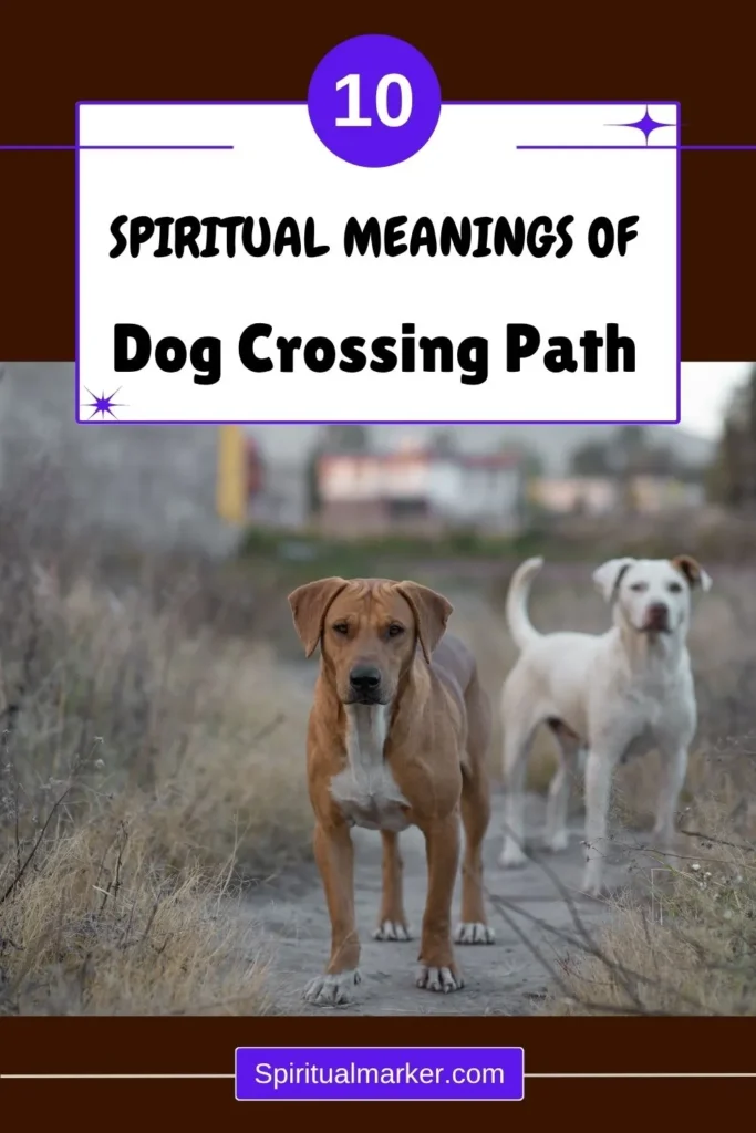 dog-crossing-your-path-spiritual-meaning