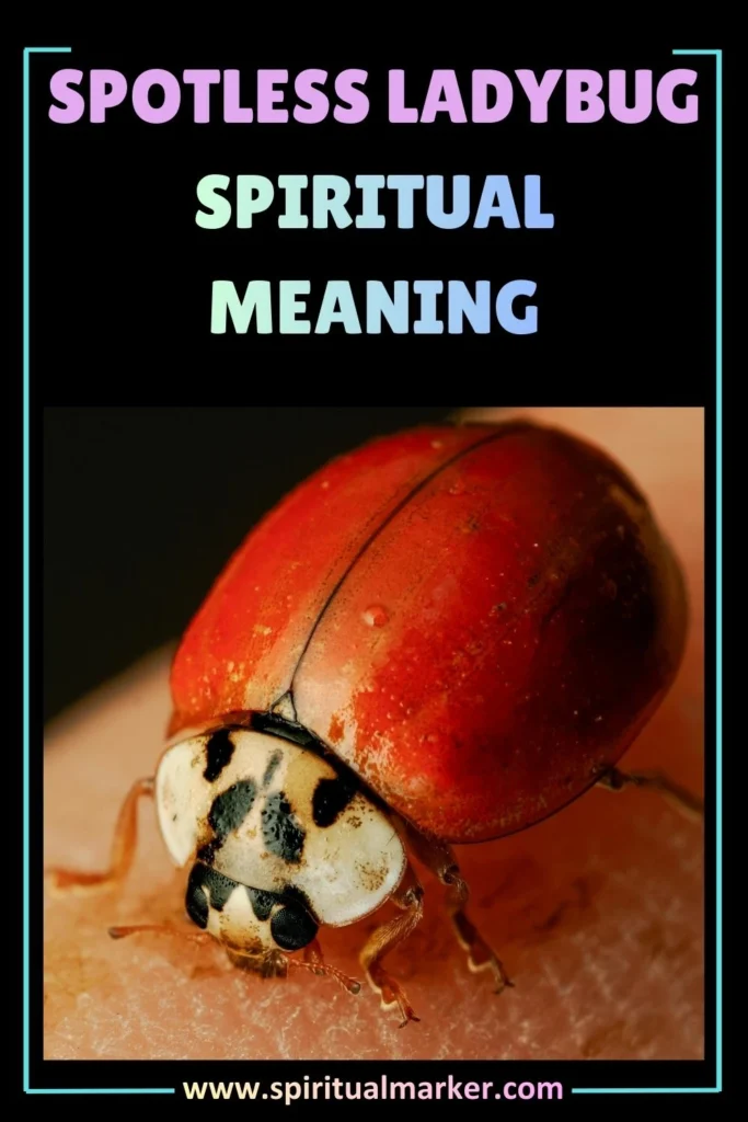 ladybug without spots meaning and spiritual symbolism
