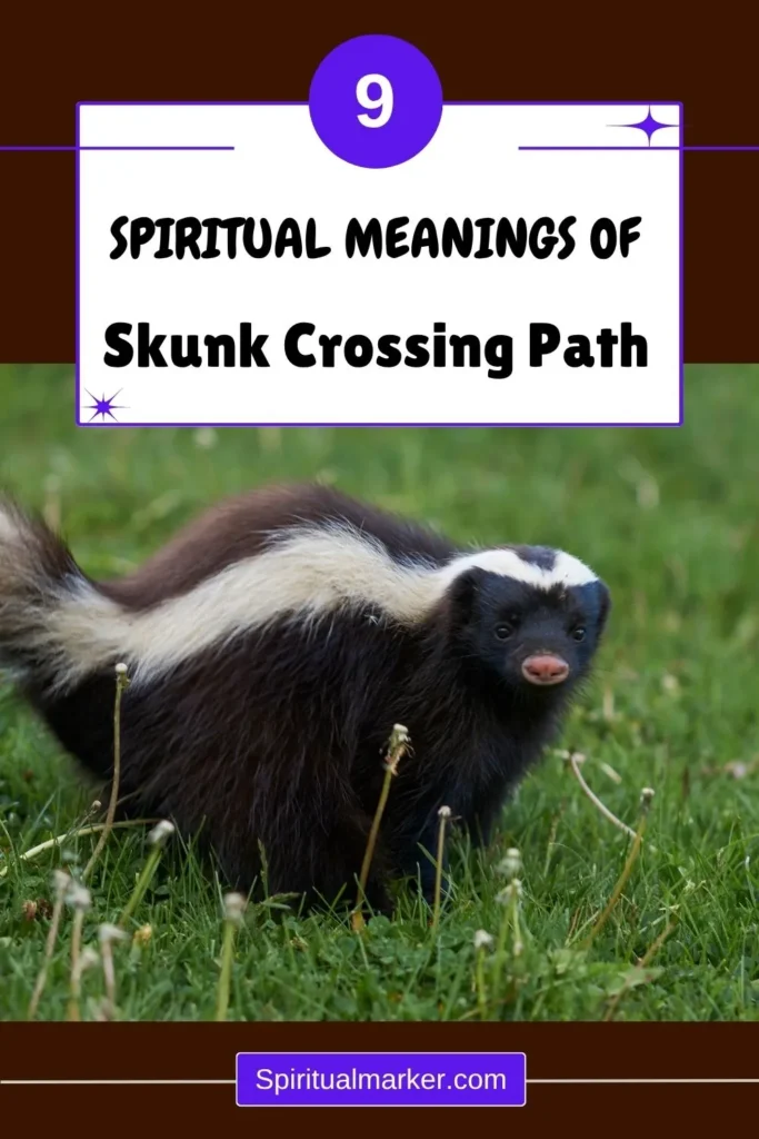 skunk-crossing-path-meaning-spiritual
