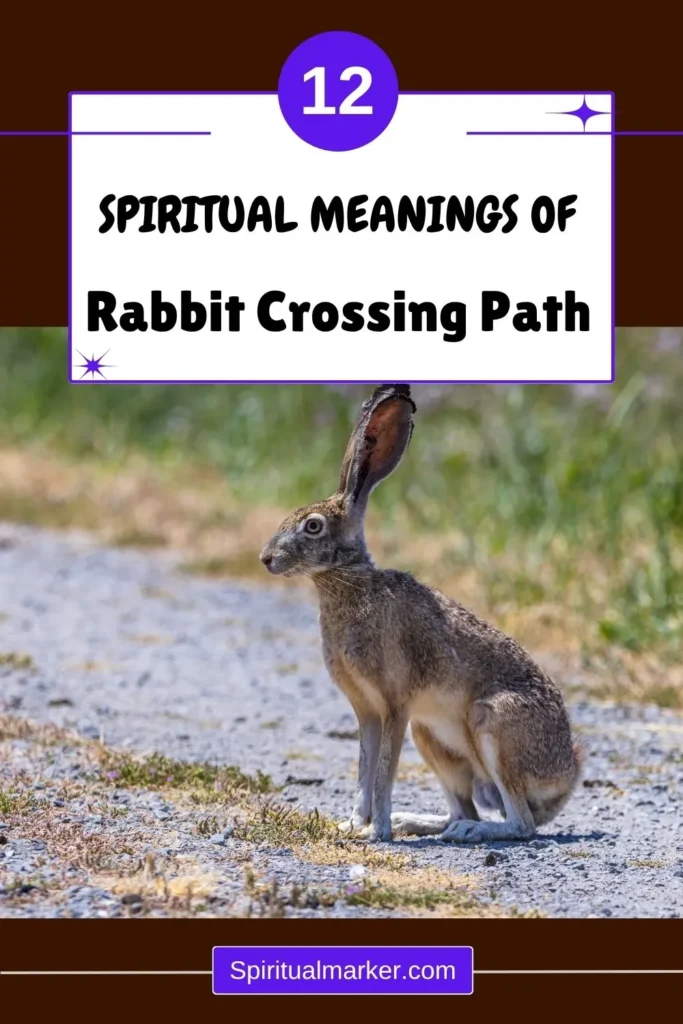 spiritual-meaning-of-a-rabbit-crossing-your-path