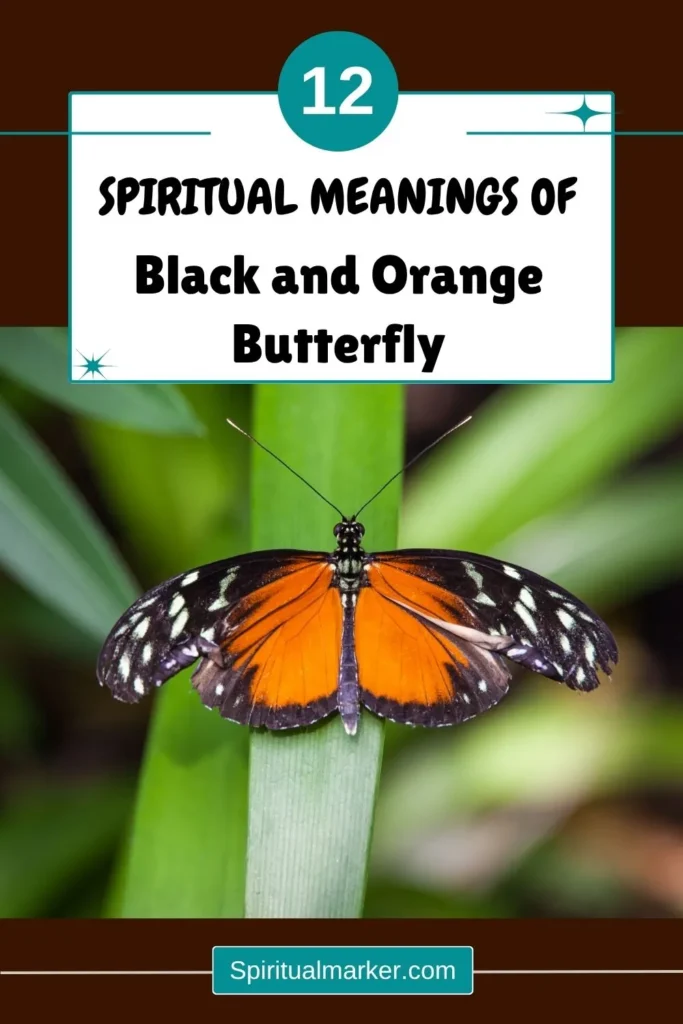 spiritual-meaning-of-black-and-orange-butterfly