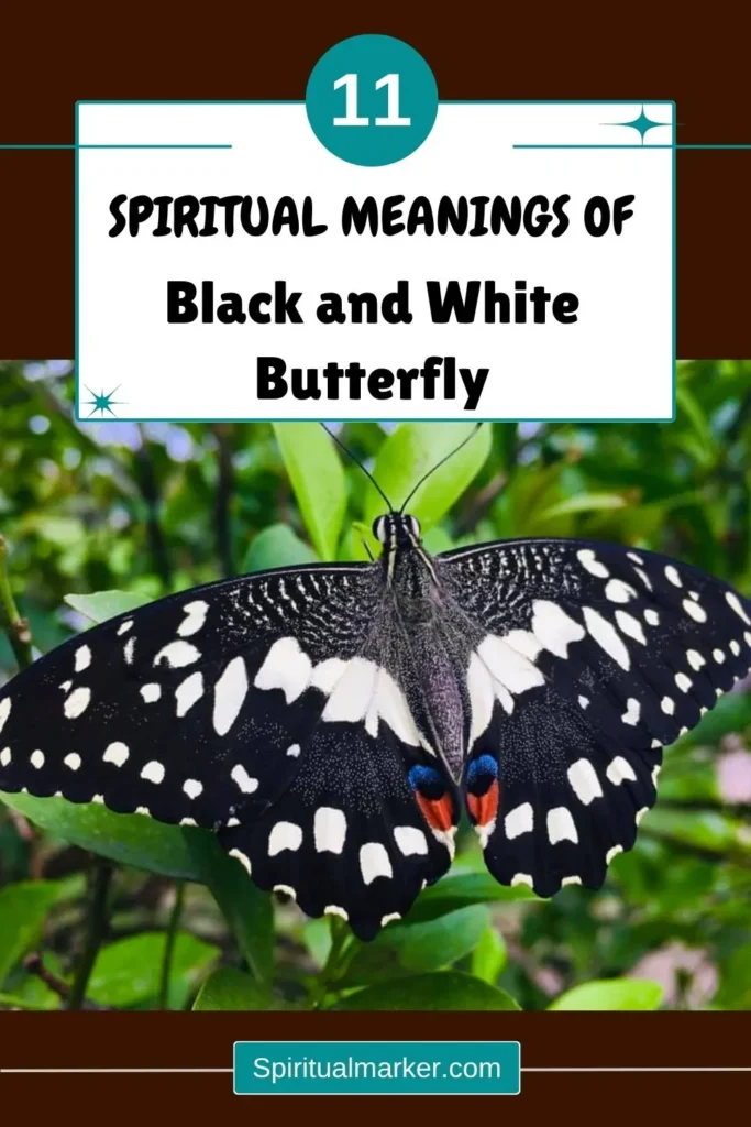 spiritual-meaning-of-black-and-white-butterfly
