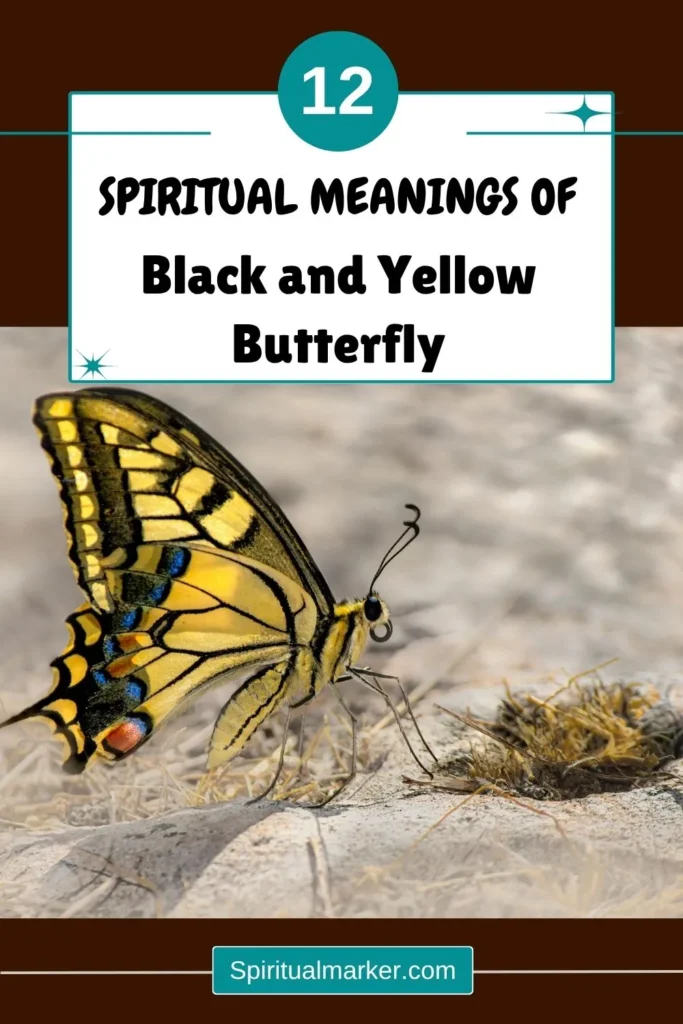 spiritual-meaning-of-black-and-yellow-butterfly