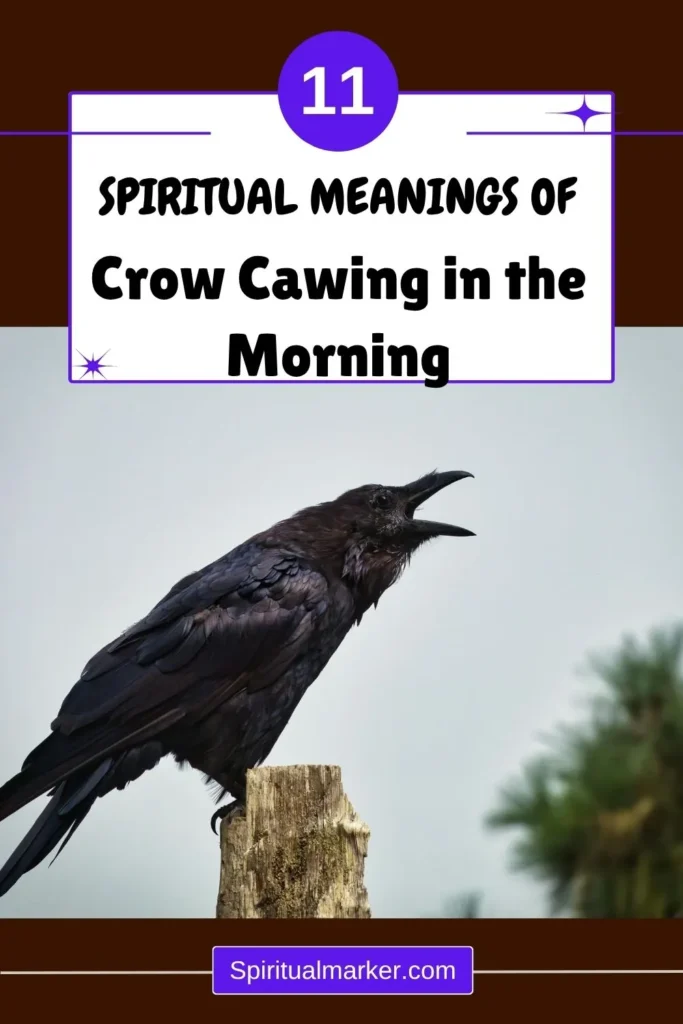 spiritual-meaning-of-crows-cawing-in-the-morning