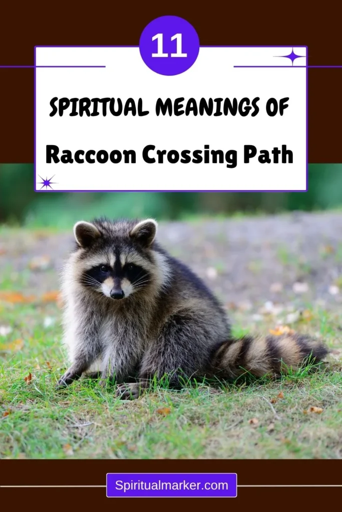 what-is-the-spiritual-meaning-of-a-raccoon-crossing-your-path