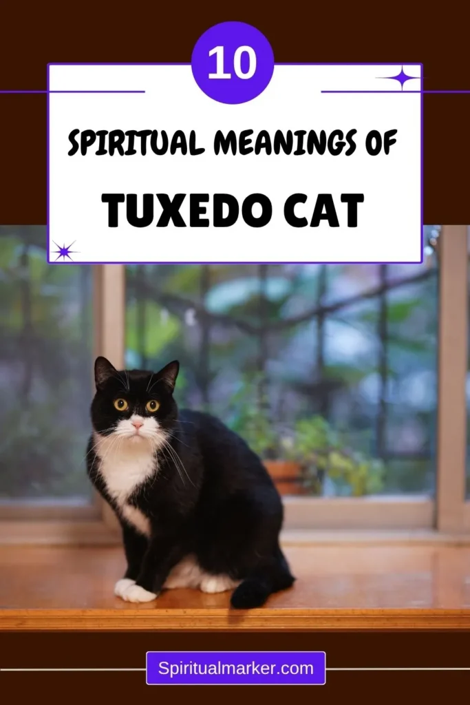 what-tuxedo-cat-symbolize-spiritually
