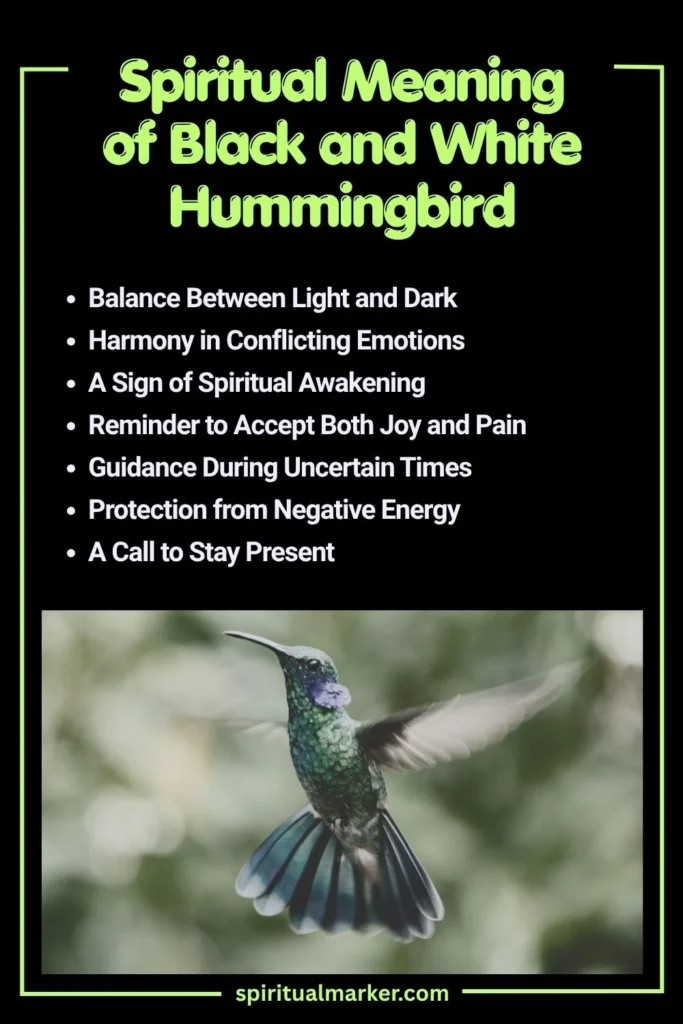 Spiritual Meaning of Black and White Hummingbird and Symbolism
