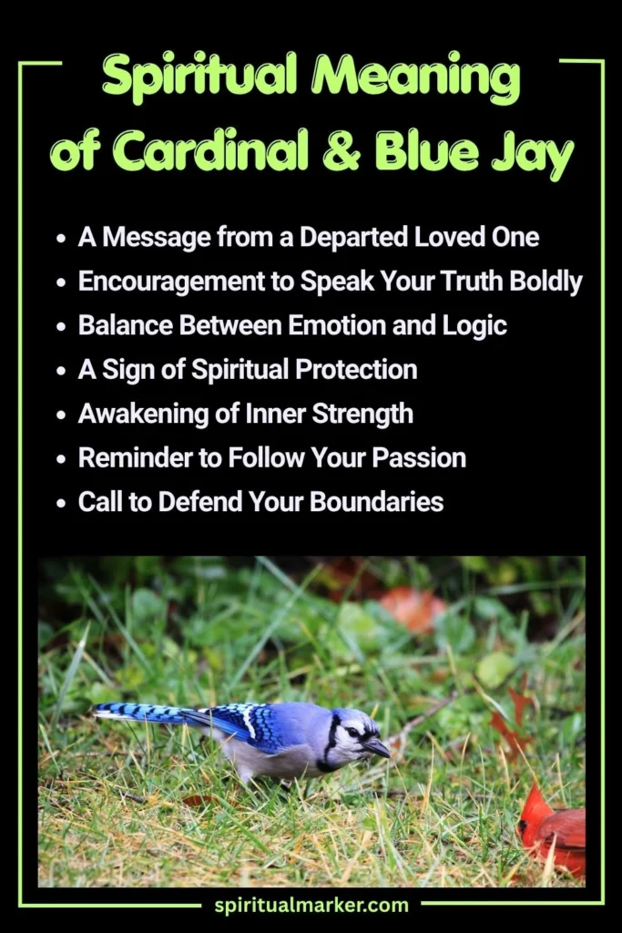 Spiritual Meaning of Cardinal and Blue Jay together and Symbolism