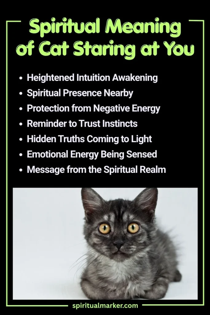 Spiritual Meaning of Cat Staring at You and Symbolism