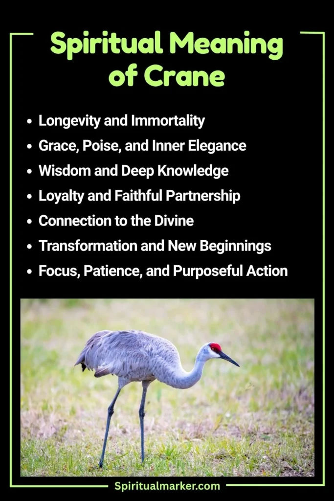 Crane Spiritual Meaning and Symbolism