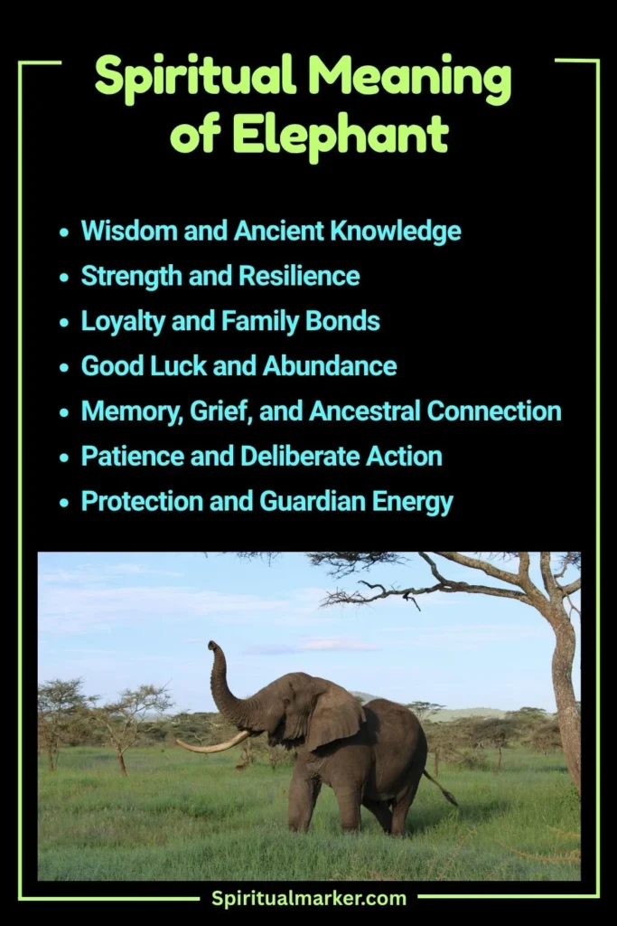 Elephant Spiritual Meaning and Symbolism