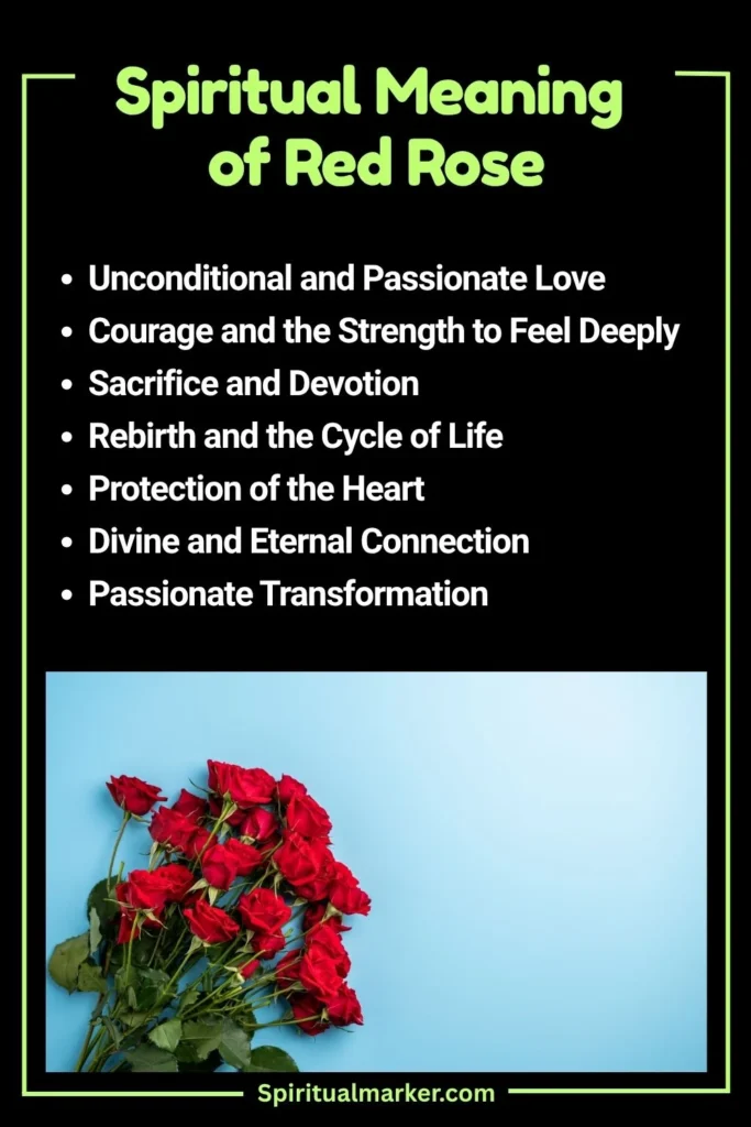 Red Rose Spiritual Meaning and Symbolism