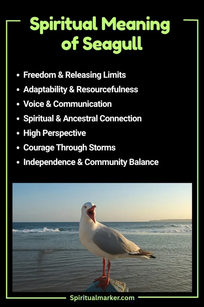 Seagull Spiritual Meaning and Symbolism