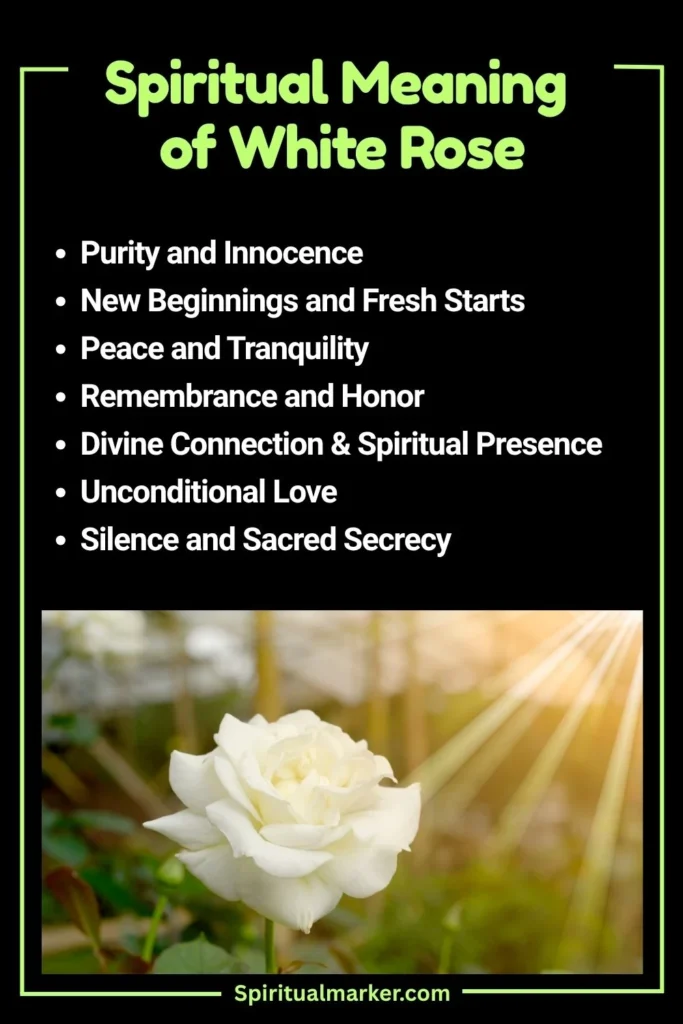 White Rose Spiritual Meaning and Symbolism