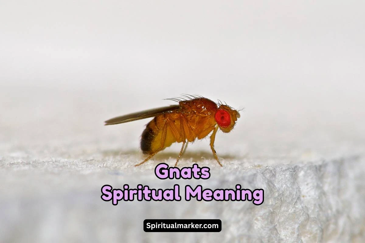 what is the spiritual meaning of Gnats